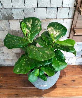 The Fiddle Leaf & Luxe