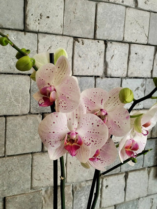 Frosted Pink Moon Orchids | Sculpted Indian Wooden Pot