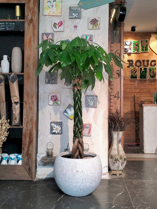 Imperial MoneyTree