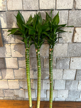 Lucky Bamboo Stalks