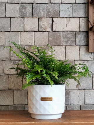 Rabbit's Foot Fern