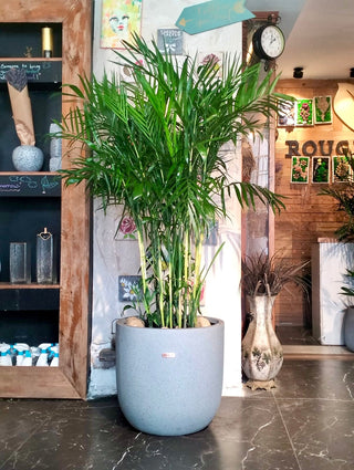 Grand Parlor Palm