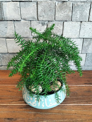 Norfolk Island Gem Bonsai | Artisan Designer Pottery Collection