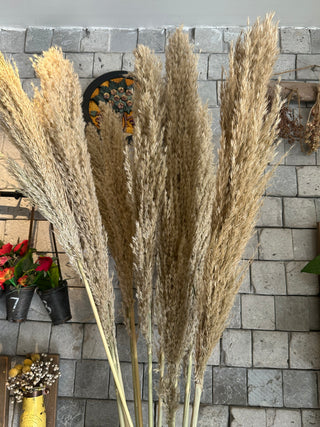 Dried Fluffy Pampas Grass