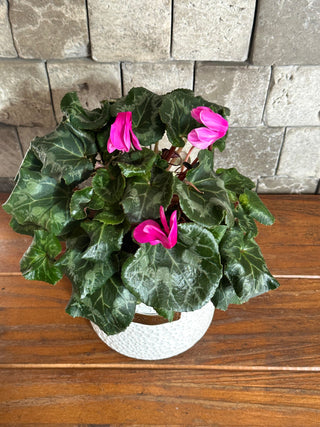 Winter Kiss Cyclamen