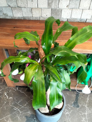 Forest Crown Dracaena