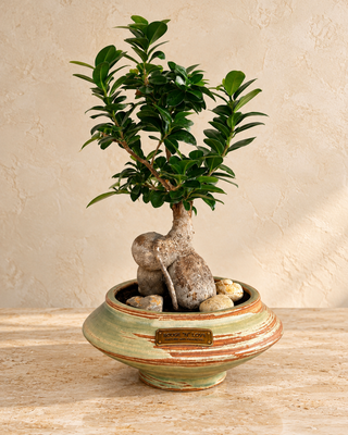 Rustic Glow Bonsai