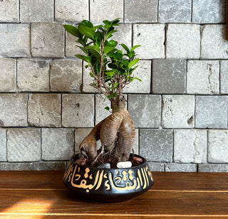 Ginseng Belle Bonsai | Handmade Designer Collection