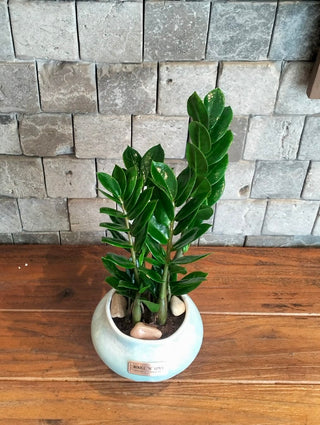 Zamia Gem Petite