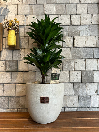 The Pineapple Dracaena Compacta