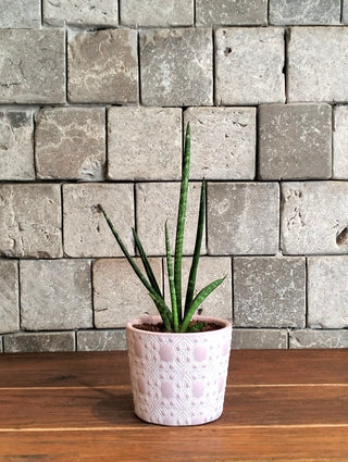 Cylindrical Snake Plant Petite