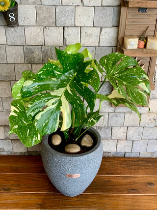 Monstera Exotique Édition