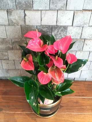 Blush Muse Flamingo Lily