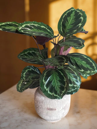Rustic Rose Painted Calathea