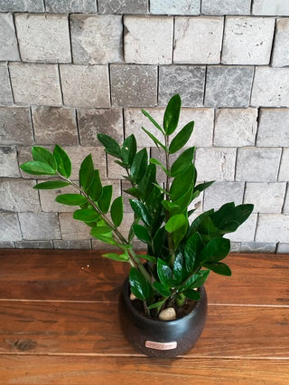 Zamia Verde