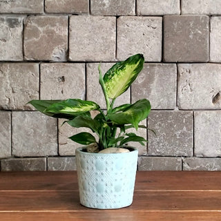 Ivory Mist Mini