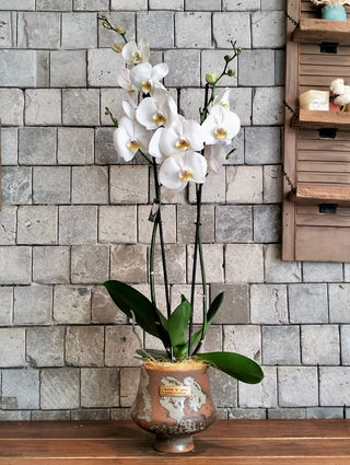 Eclipse Moon Orchids