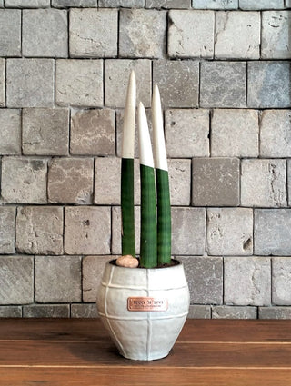 Velvet Touchz Sansevieria