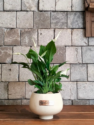 Ivory Breeze Peace Lily