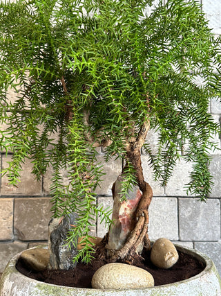 ‘Rustic-Chic’ Pine of Norfolk Island Bonsai