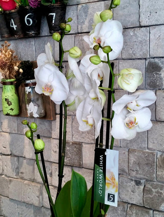 White Eclipse Moon Orchids | Sculpted Indian Wooden Pot