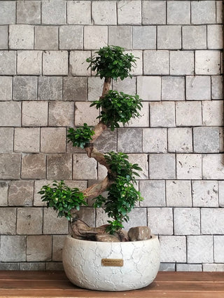 CurvaGlow Bonsai