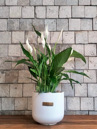 Peace Lily Delight