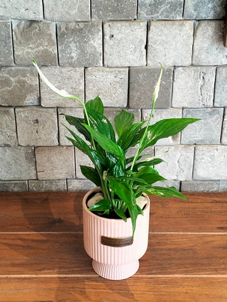 Peace Lily Petite