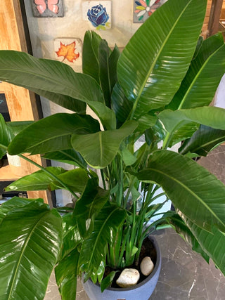 Banana Leaves Tropica