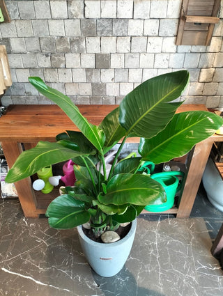 Banana Belle