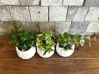 Petite English Ivy Botanique