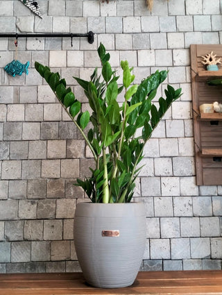 Zamia Éclat
