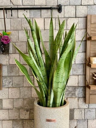 Zebra Zen Snake Plant