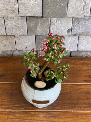 Twisté PinkJade Bonsai Petite