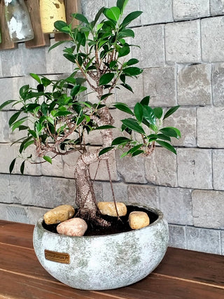Rustic-Chic TwistLeaf Bonsai