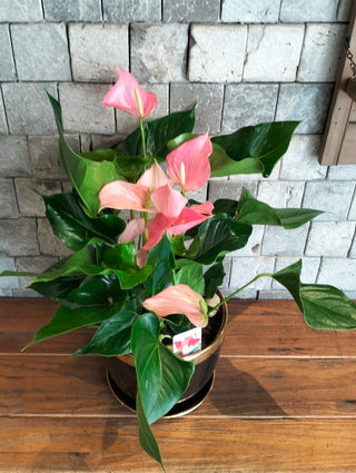 Blush Muse Flamingo Lily