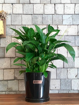Peace Lily Bliss