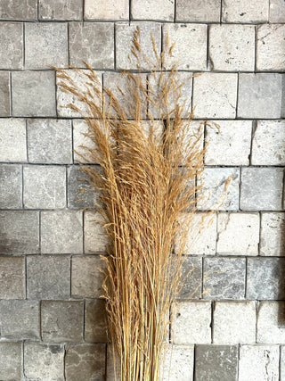 Sleek Pampas Grass Bunch