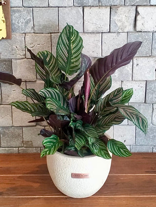 Pink Breeze Calathea