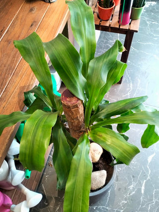 Forest Crown Dracaena