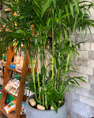 Grand Parlor Palm Chamaedorea Elegans