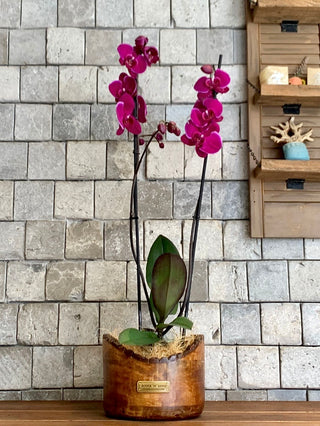 Purple Twilight Orchid | Sculpted Indian Wooden Pot