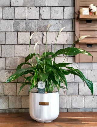 Peace Lily Delight