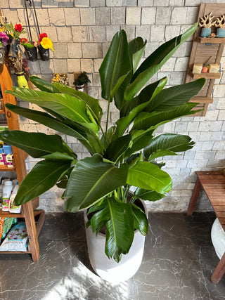 Chic Banana Leaves Tree