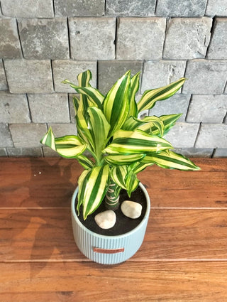 The Happy Plant Petite