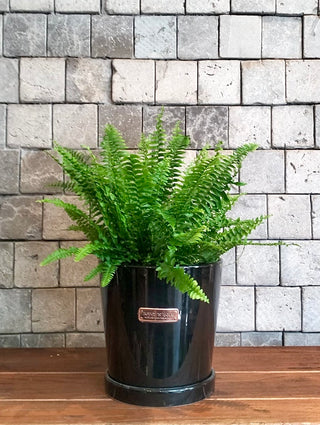 Eternal Youth Boston Fern