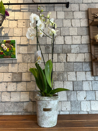 ‘Rustic-Chic’ Bianca Moon Orchids