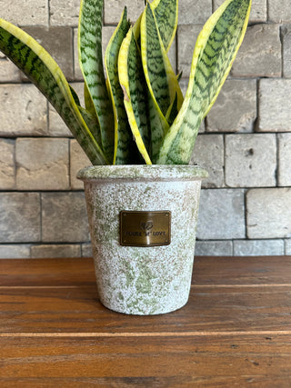 ‘Rustic’ Snake Plant