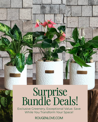 🌼 Compacta Moonlit Blossom 'Bundle'