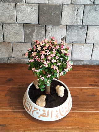Pink Jade Bonsai Beauty ‘MoneyTree’ | Artisan Stoneware Pottery Collection